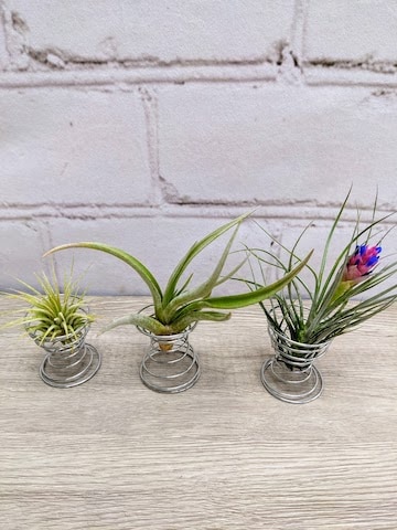 Air Plants